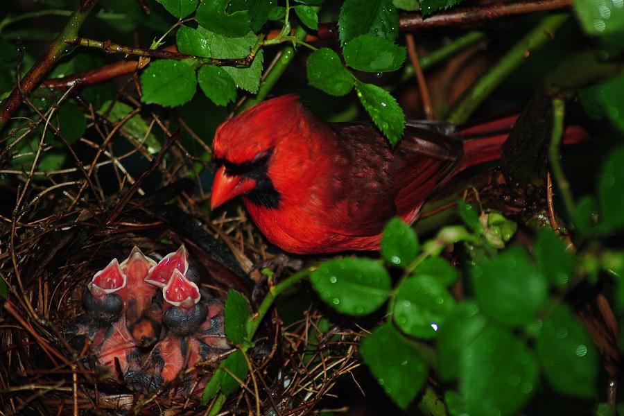Cardinal Photograph - Roll Call ll by Frozen in Time Fine Art Photography