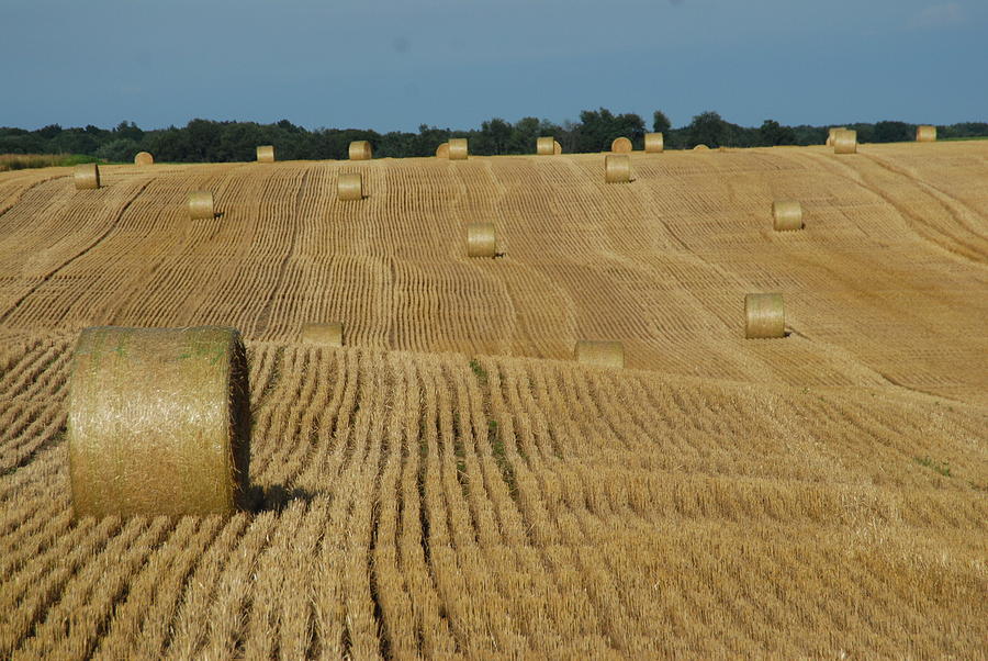 Rolled hay Photograph by David Campione