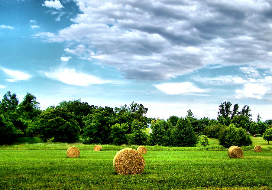 Tree Photograph - Rolled Hay by Karen Scovill
