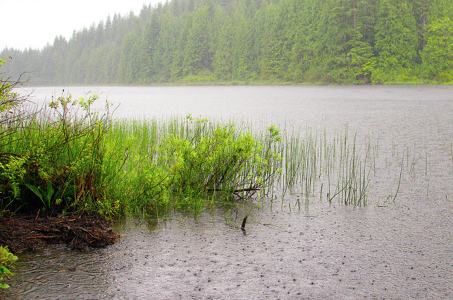 Rolley Lake Reeds In The Rain by Sharon Talson Rolley Lake Reeds In The Rain by Sharon Talson
