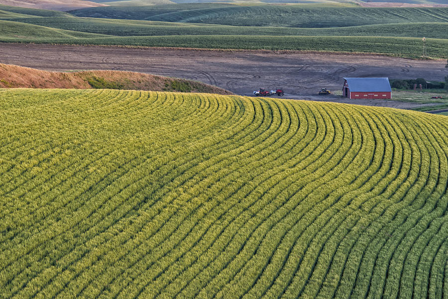 Rolling Field of Wheat on Farm in Palouse WA DSC04972 Photograph by Greg Kluempers