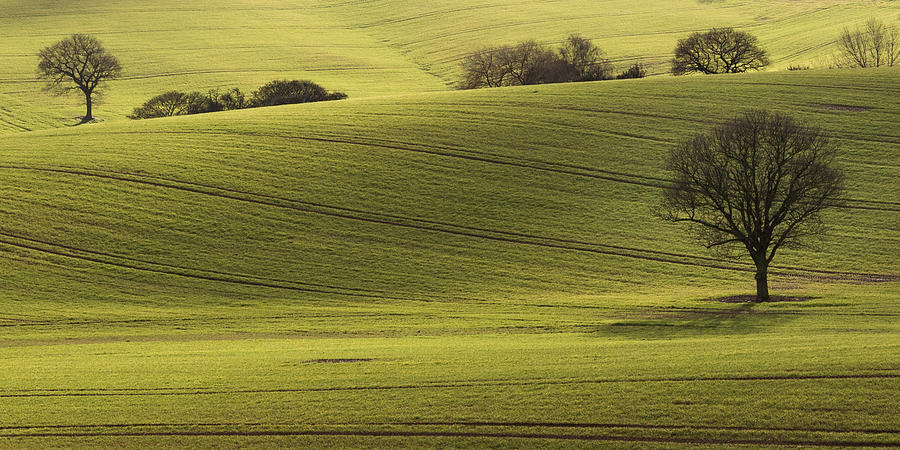 Tree Photograph - Rolling Fields by Chris Dale