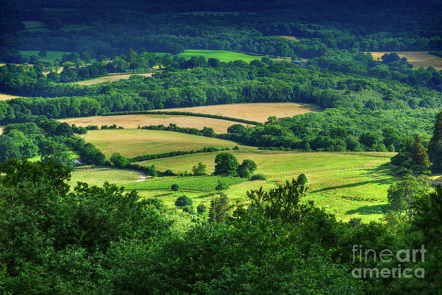 Rolling fields of the South Downs in mid summer, english country ...