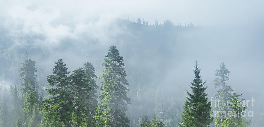 Tree Photograph - Rolling Fog by Svetlana Sewell