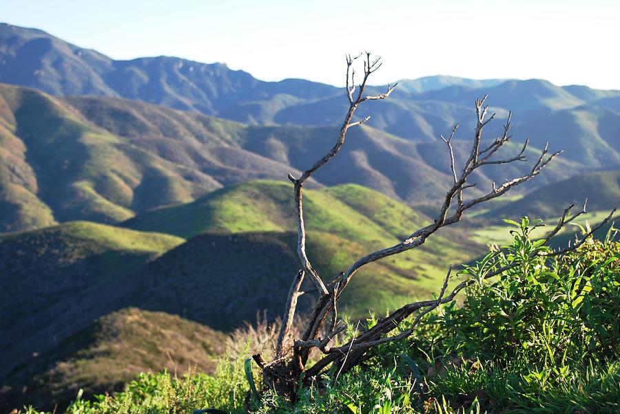 Tree Photograph - Rolling Green Hills with Dead Branches by Matt Quest