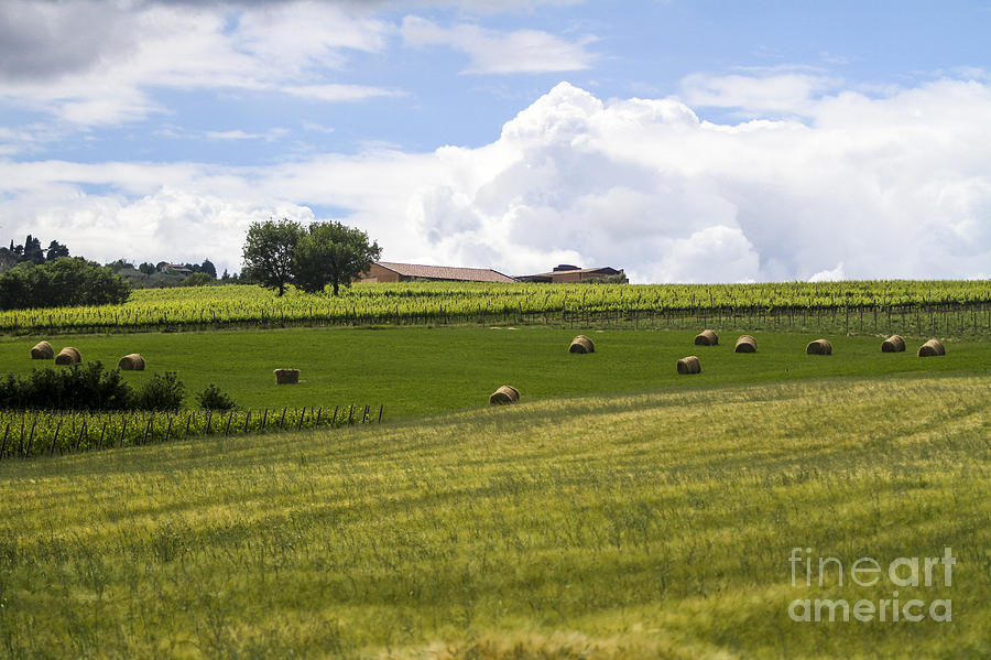 Nature Photograph - Rolling green hills with trees by Vladi Alon