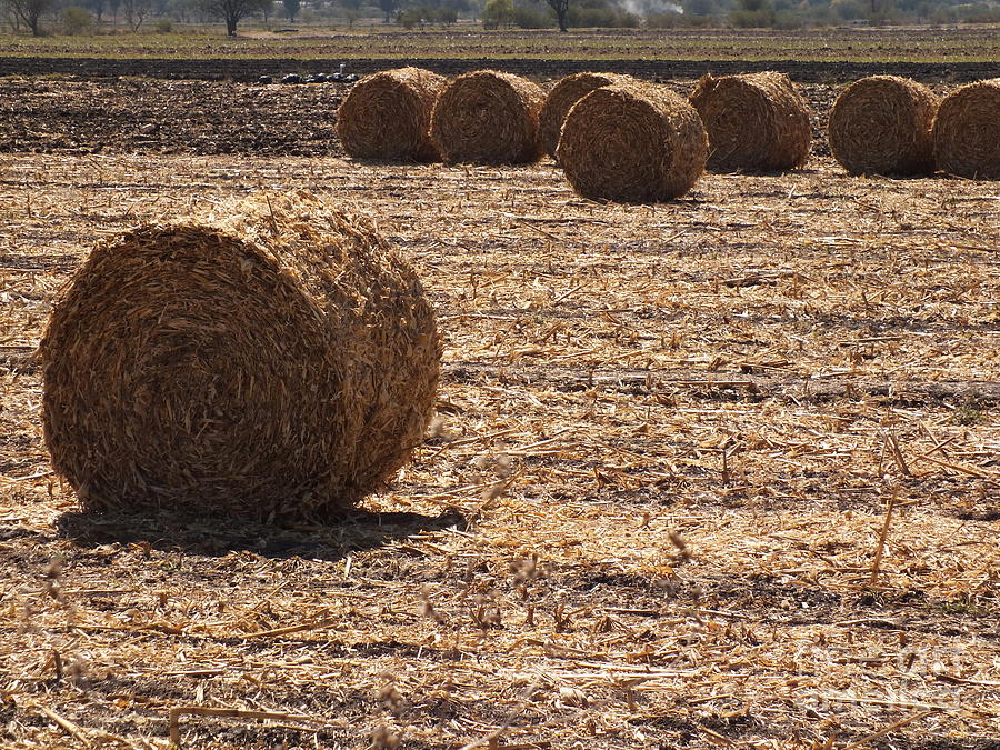 Rolling hay Photograph by Yenni Harrison