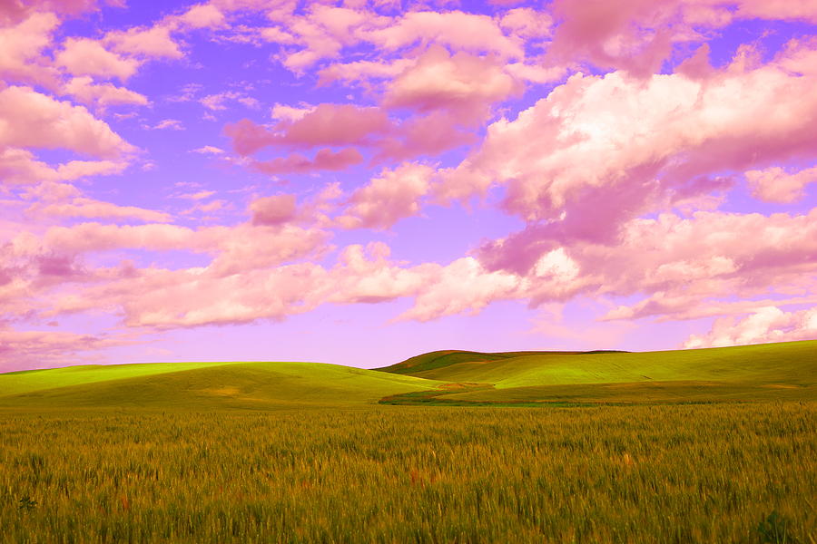 Rolling Hills And Waves Of Grain Photograph