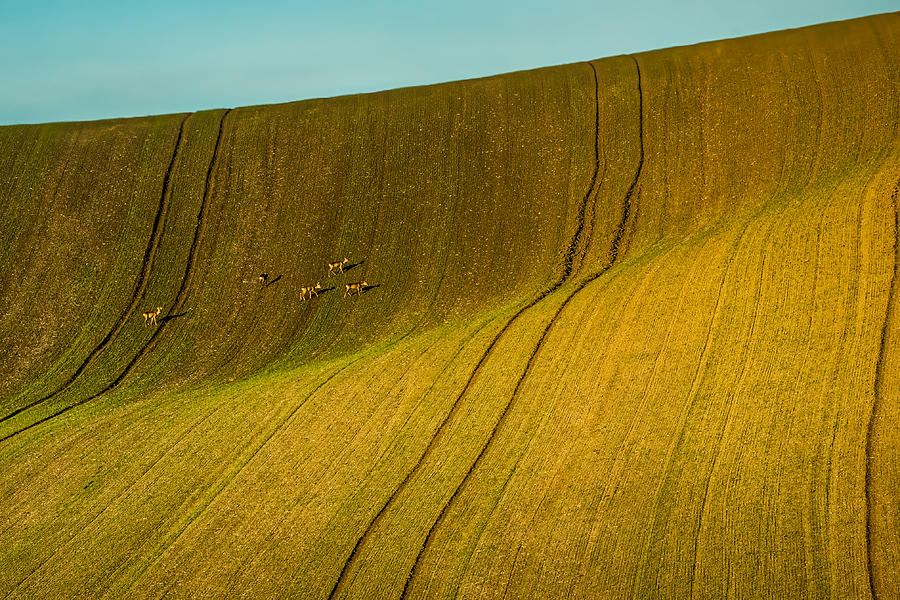 Rolling Hills in Moravia #7 Photograph by Stuart Litoff