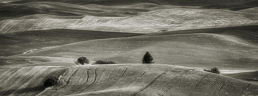 Rolling Hills of the Palouse bw Photograph by Jerry Fornarotto