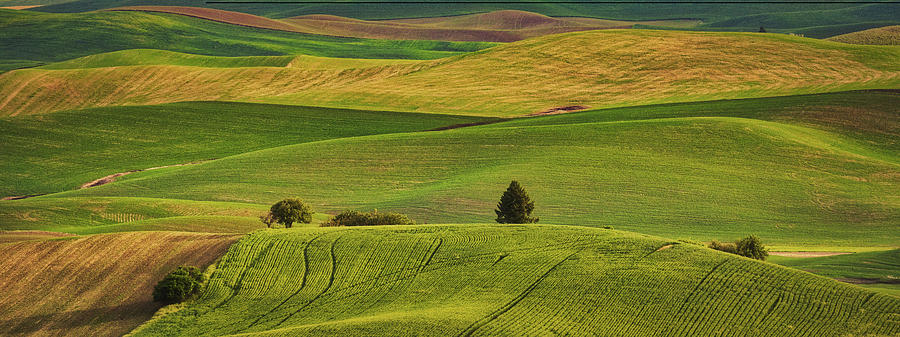 Rolling Hills of the Palouse Photograph by Jerry Fornarotto