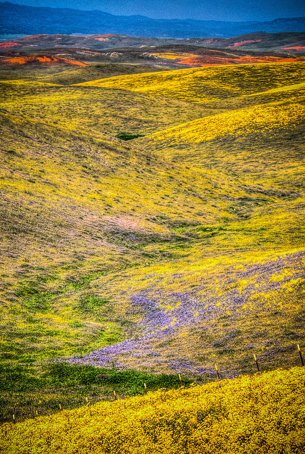 Rolling Hills Painted With Wild Flowers Photograph by Connie Cooper-Edwards