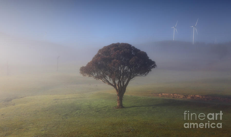 Rolling Hills With Morning Fog Lonely Tree And Windmills Photograph