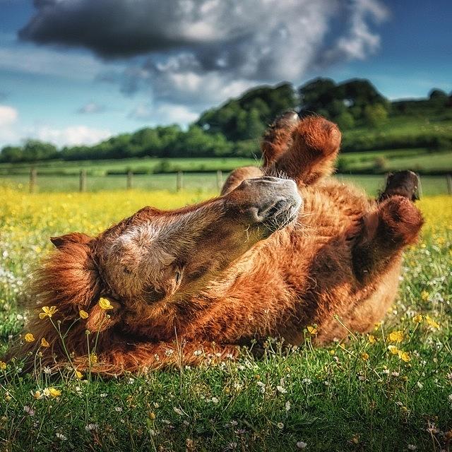 Horse Photograph - Rolling In The Buttercups #pony #horse by Tobias King