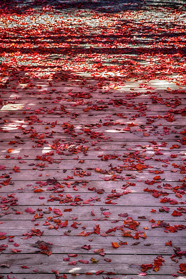 Fall Photograph - Rolling Out the Red Carpet by John Haldane