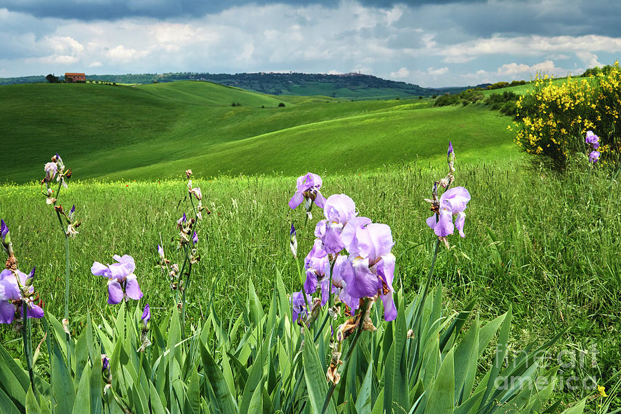 Rolling Tuscan Farmland Photograph by George Oze