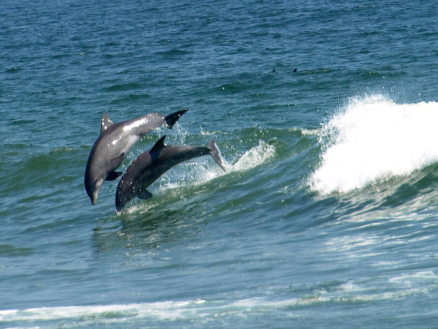 Dolphins Painting - Rolling Wave by Kim Dolphins Painting - Rolling Wave by Kim