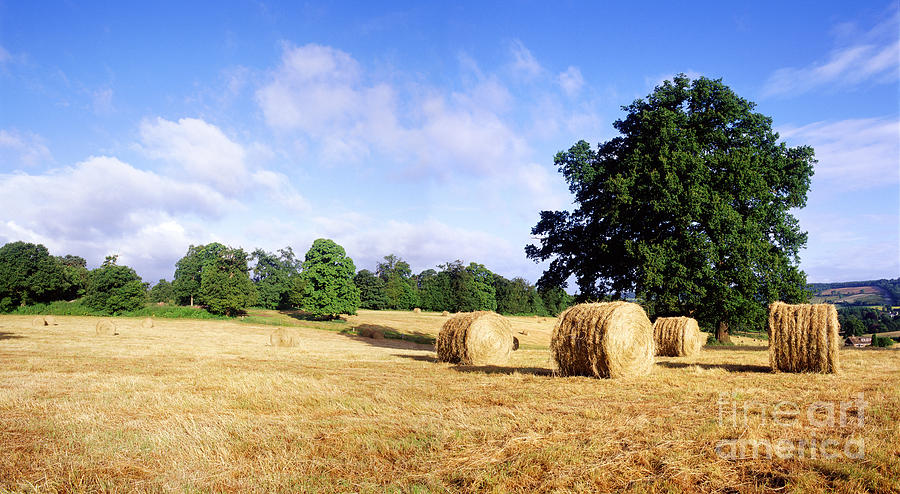 Roly-poly hay bales in Surrey Photograph by Warren Photographic