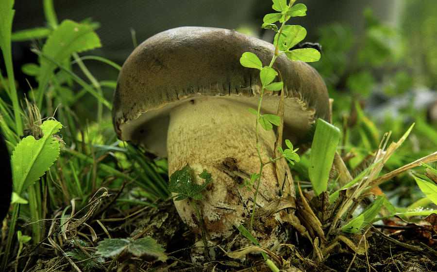 Roly Poly Mushroom Photograph by Douglas Barnett