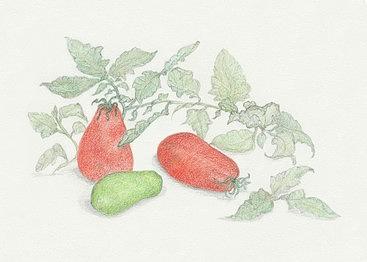 Roma Tomatoes Drawing by Tara Poole