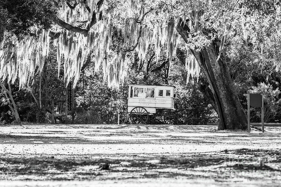 Roman Candy Cart Under the Oaks - BW Photograph by Scott Pellegrin