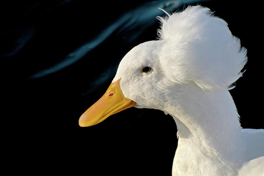 Nature Photograph - Roman Tufted Goose by Zayne Diamond