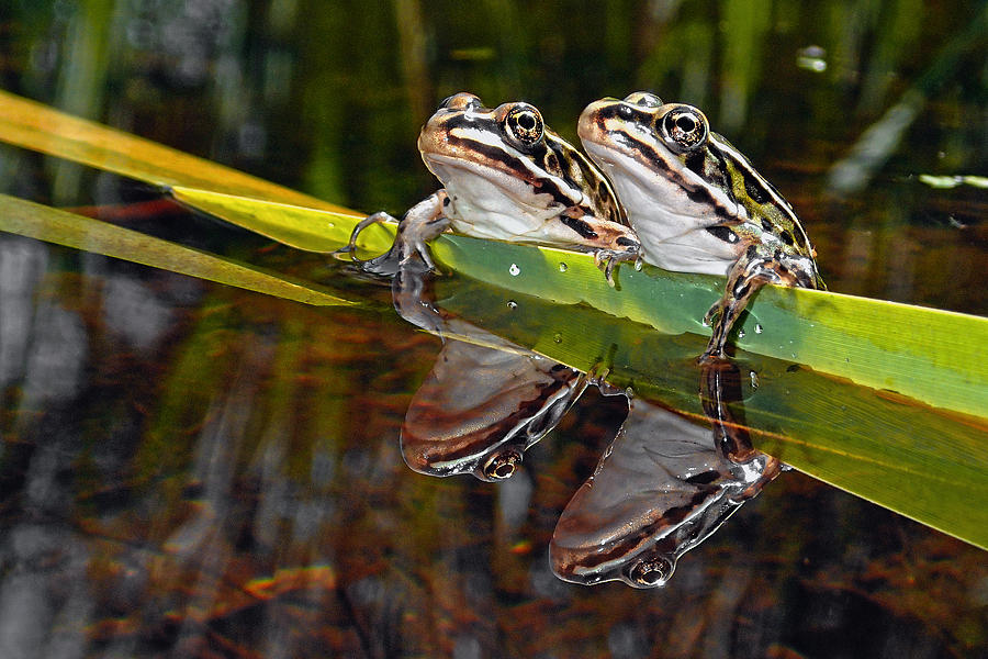 Romance amongst the frogs Photograph by Asbed Iskedjian