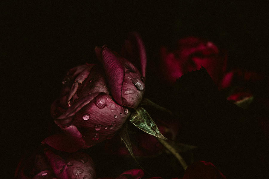 Rose Photograph - Romance Dark Romance by Kimber Lee