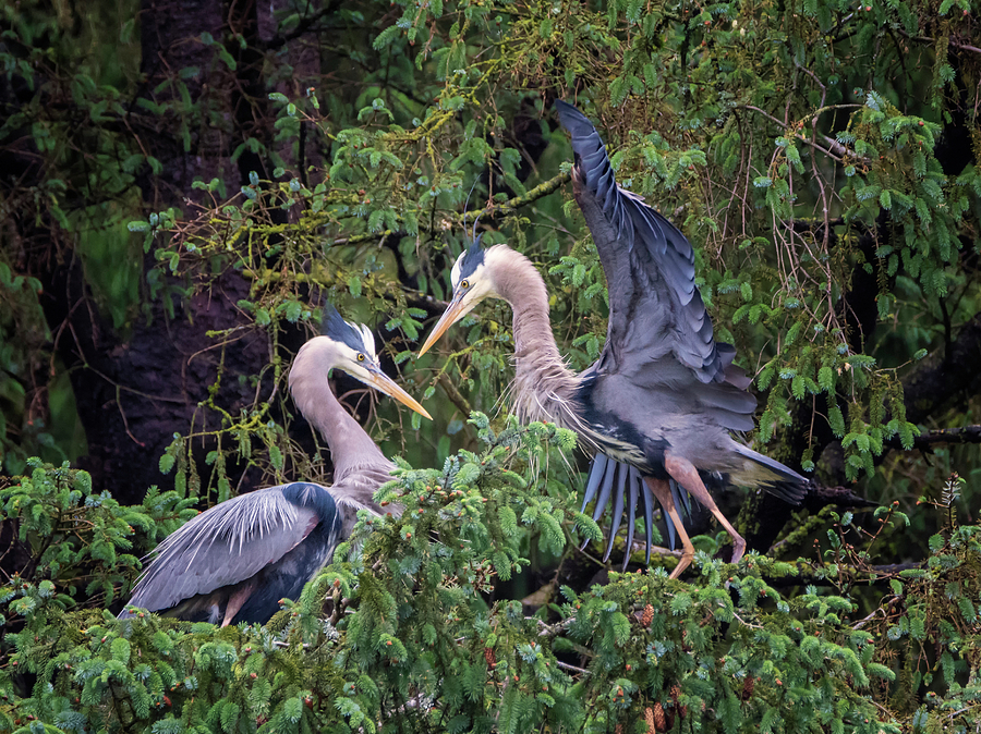 Romance In The Treetops Photograph By Loree Johnson - Fine Art America