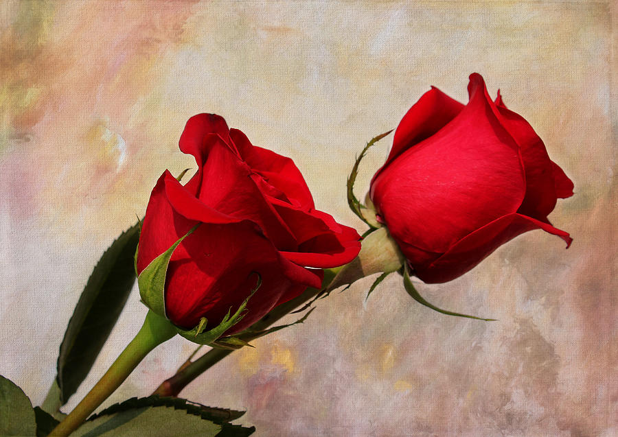 Rose Photograph - Romance by Judy Vincent