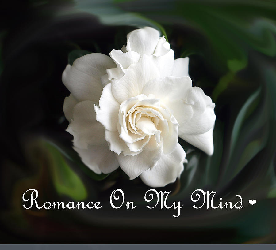 White Painting - Romance Rose by Kim White Painting - Romance Rose by Kim