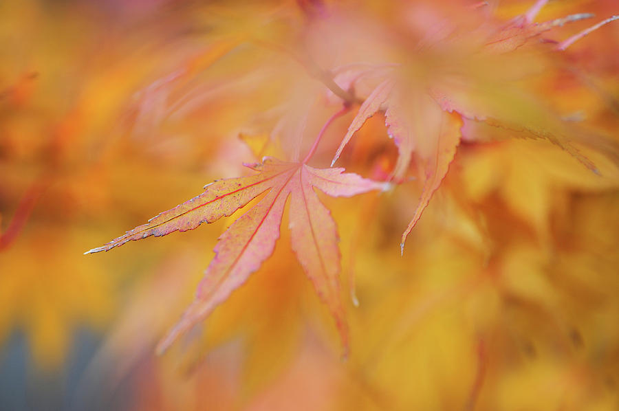 Romance with Autumn. Japanese Maple Leaves 1 Photograph by Jenny Rainbow