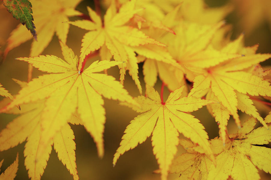 Autumn Passion. Japanese Maple Leaves 2 Photograph by Jenny Rainbow