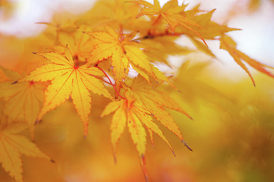 Romance with Autumn. Japanese Maple Leaves 2 Photograph by Jenny Rainbow