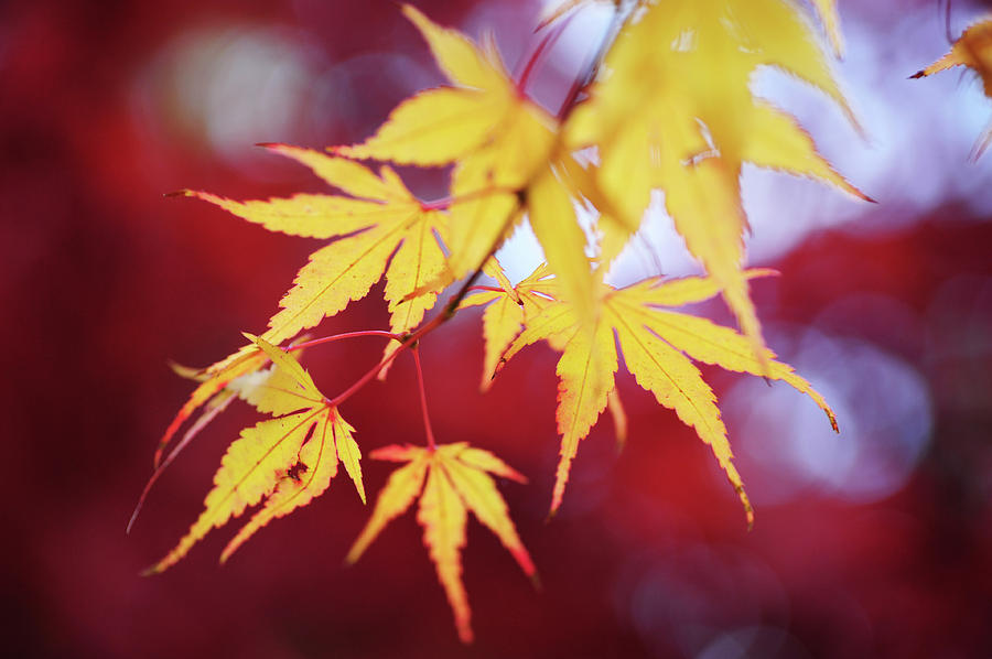 Romance with Autumn. Japanese Maple Leaves 3 Photograph by Jenny Rainbow