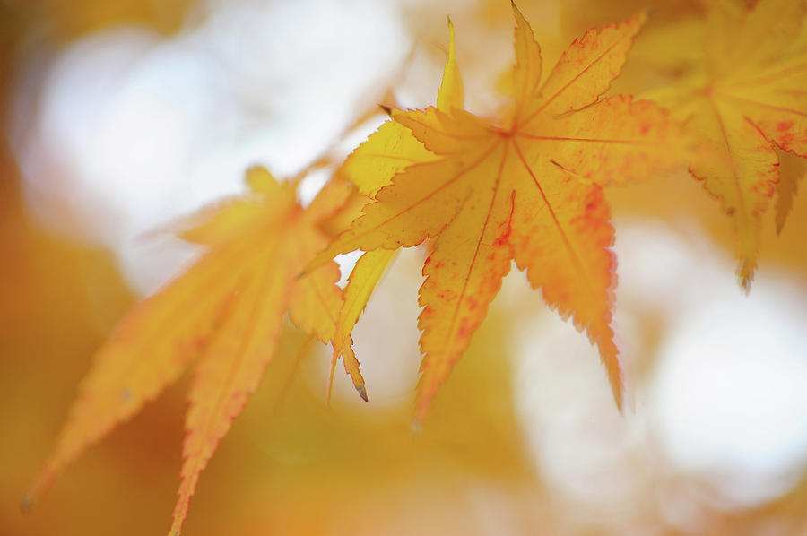 Romance with Autumn. Japanese Maple Leaves 4 Photograph by Jenny Rainbow