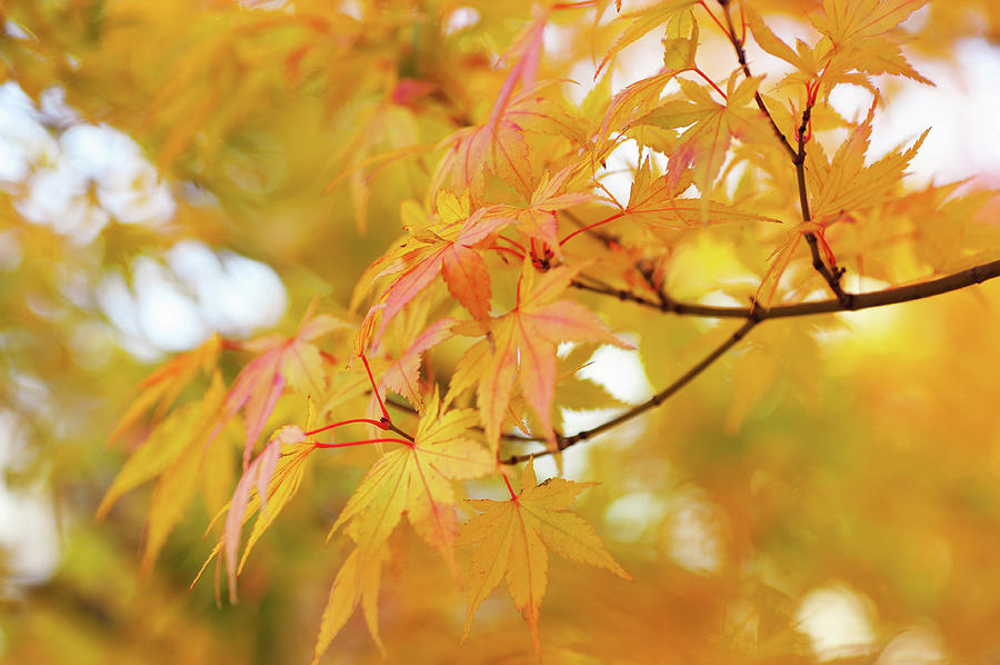 Romance with Autumn. Japanese Maple Leaves 5 Photograph by Jenny Rainbow