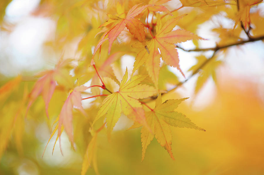 Romance with Autumn. Japanese Maple Leaves 6 Photograph by Jenny Rainbow