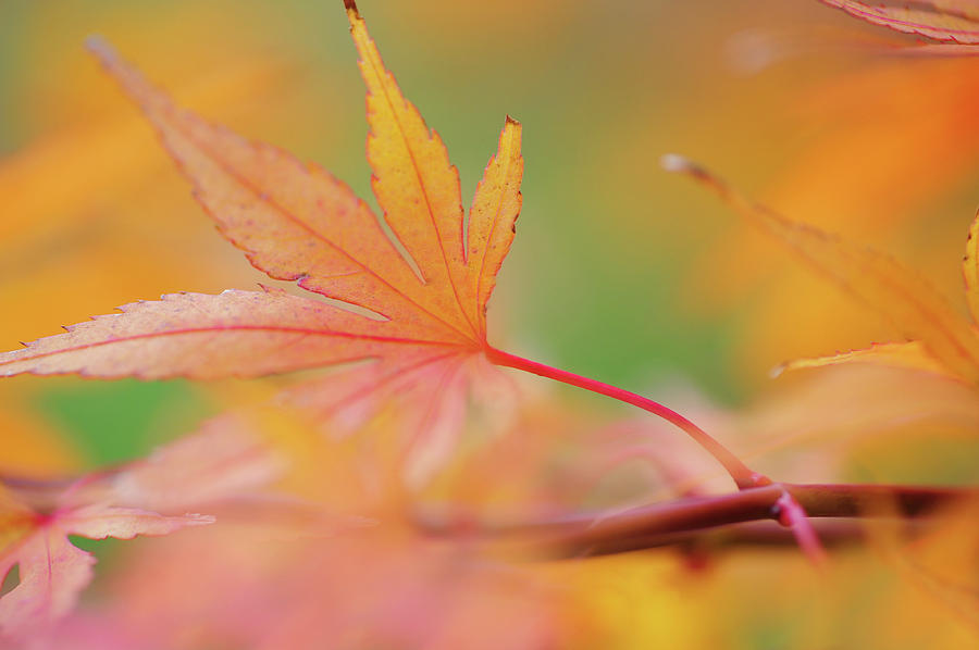 Romance with Autumn. Japanese Maple Leaves 7 Photograph by Jenny Rainbow