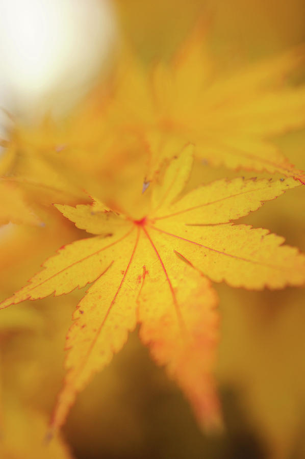 Romance with Autumn. Japanese Maple Leaves 9 Photograph by Jenny Rainbow