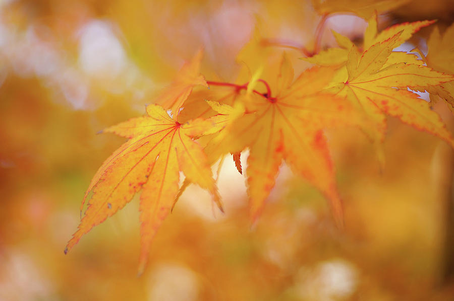 Romance with Autumn. Japanese Maple Leaves Photograph by Jenny Rainbow