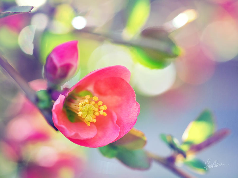 Colorful Photograph - Romancing Spring I by Kharisma Sommers Colorful Photograph - Romancing Spring I by Kharisma Sommers
