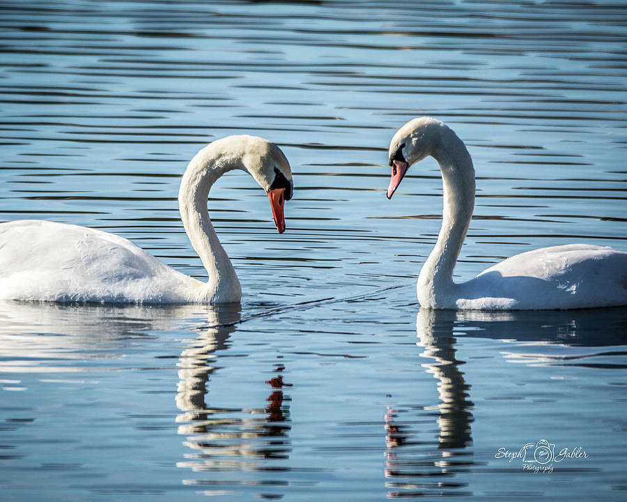 Romancing the Swan Photograph by Steph Gabler