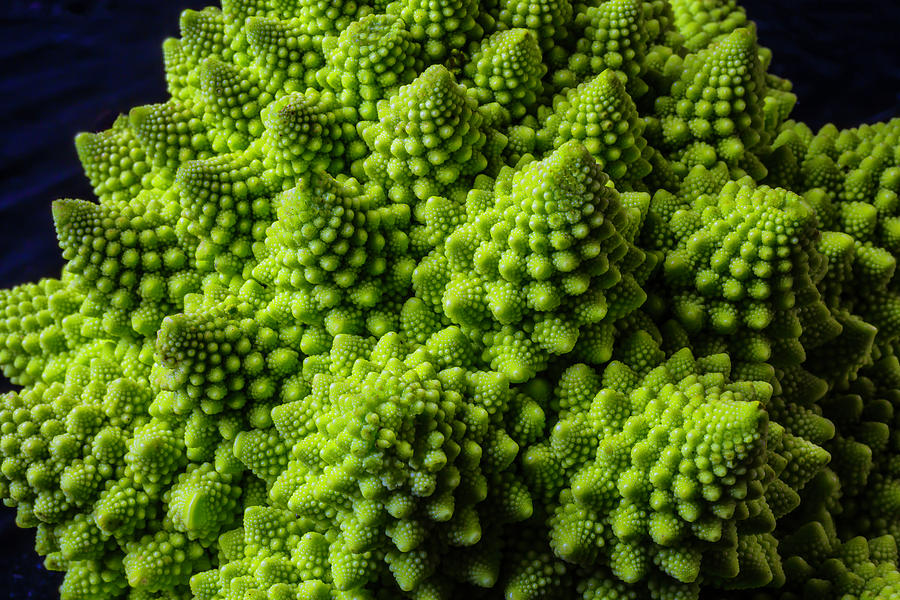 Vegetable Photograph - Romanesco Broccoli by Garry Gay