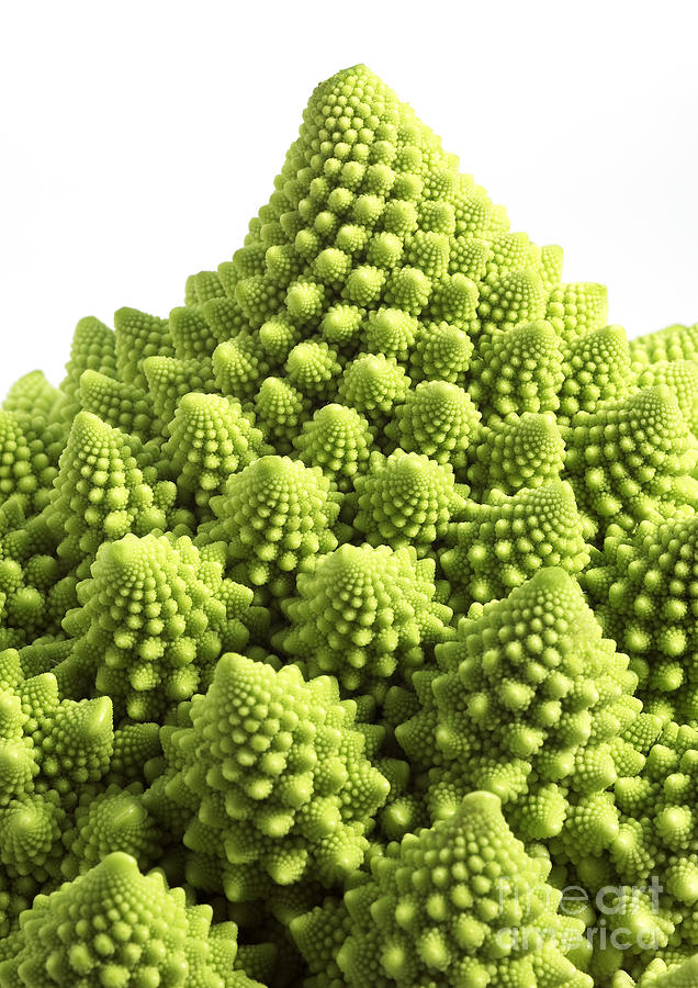 Romanesco Broccoli Or Cauliflower Photograph by Gerard Lacz