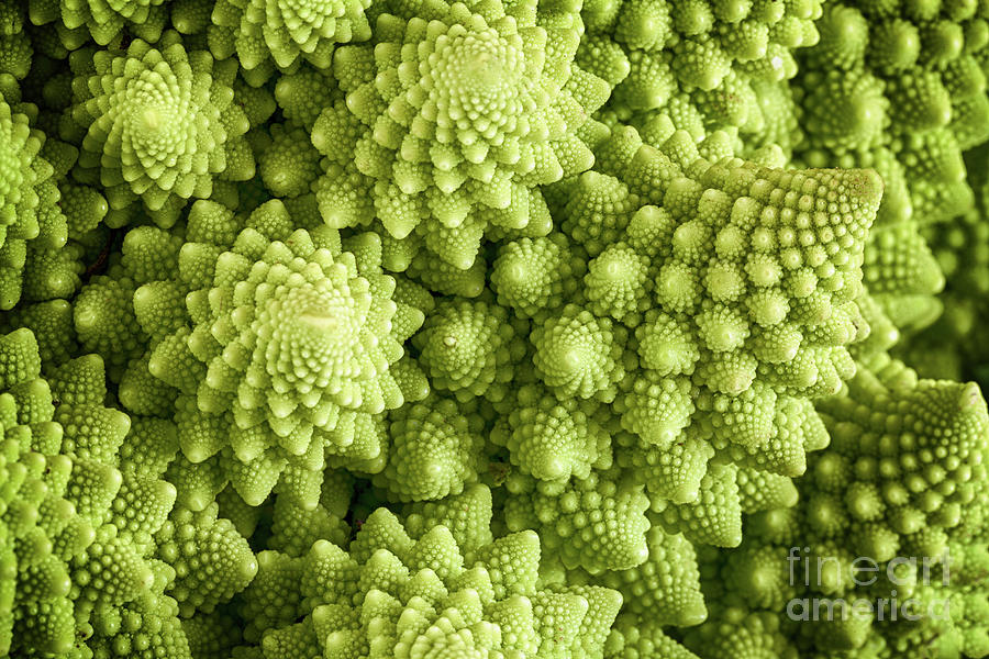 Romanesco broccoli vegetable close up Photograph by Simon Bratt