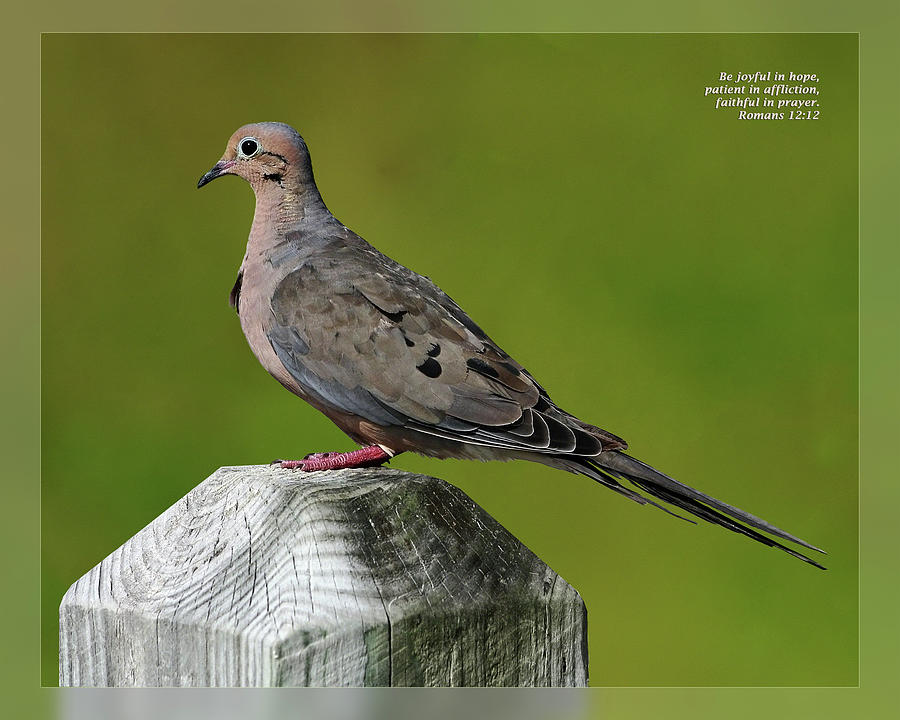 Dove Photograph - Romans 12 12 by Dawn Currie
