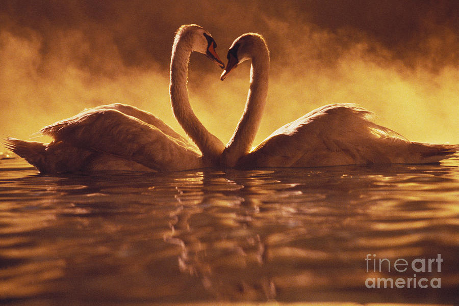 Swan Photograph - Romantic African Swans by Brent Black - Printscapes