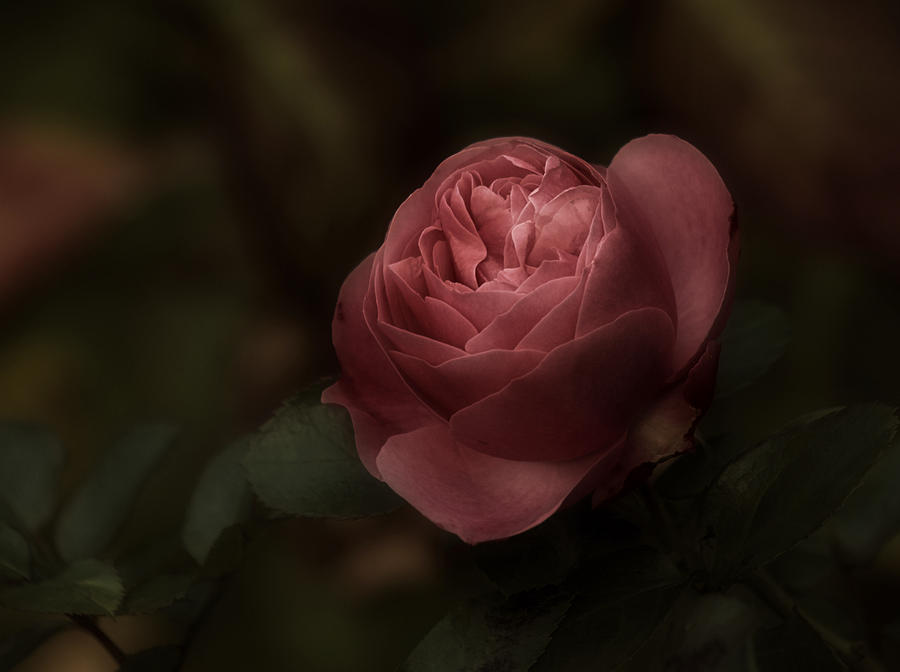 Rose Photograph - Romantic Autumn Rose by Richard Cummings