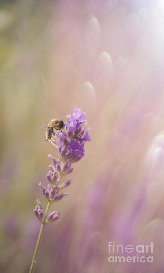 Romantic background with a bee Photograph by Andreas Berheide